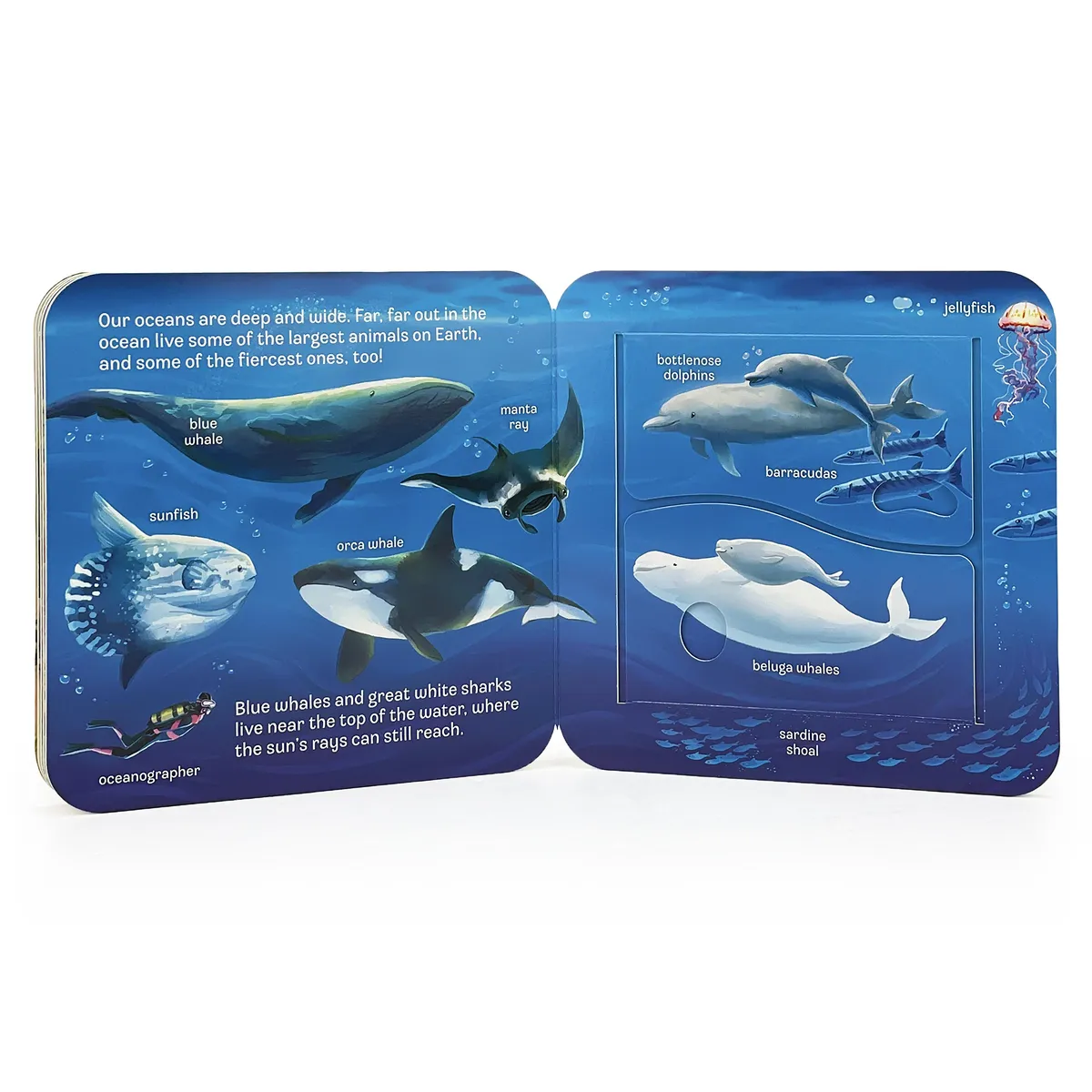 Ocean Interactive Lift-a-Flap Board Book